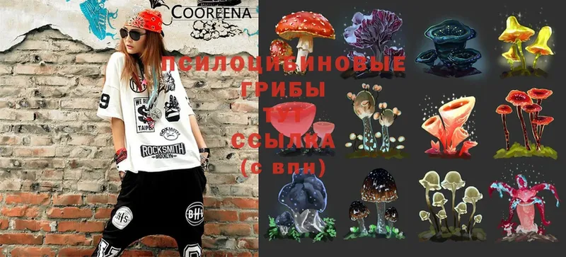 Псилоцибиновые грибы MAGIC MUSHROOMS  сколько стоит  Конаково 